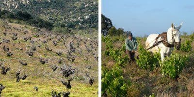 Bodega Almaroja