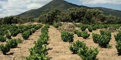 Bodega y Viñedos Bernabeleva