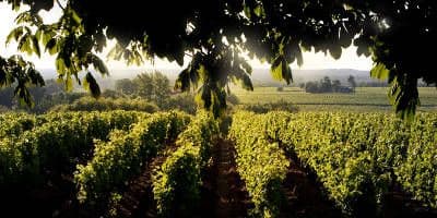 Château d'Yquem